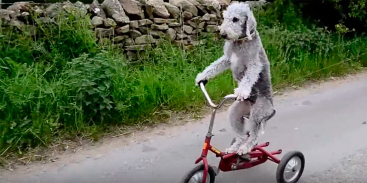 Perrito que viaja en triciclo