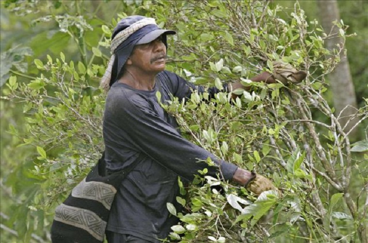 Informe de la ONU afirma que los cultivos ilícitos crecieron en Colombia
