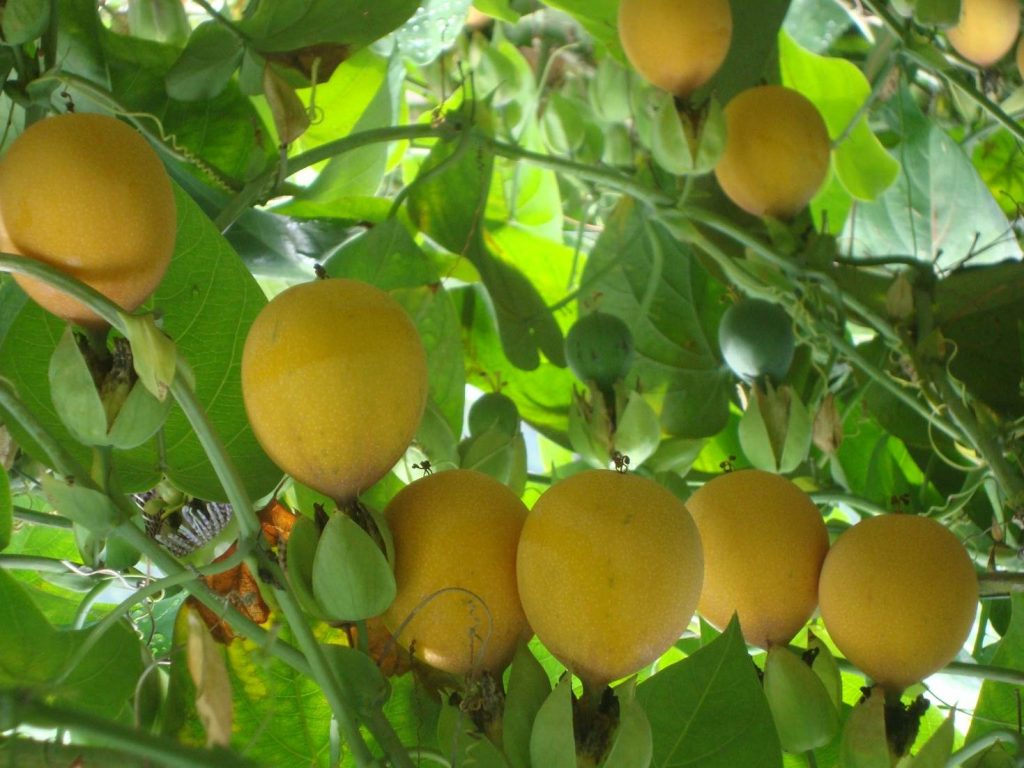 Frutas Agroexpo