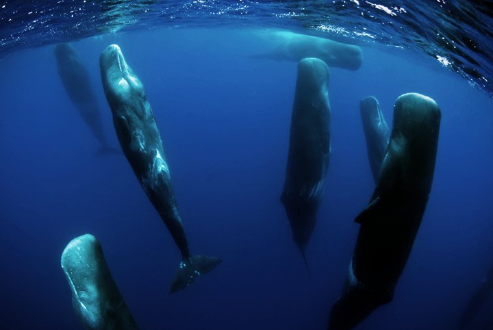 Las ballenas duermen verticalmente