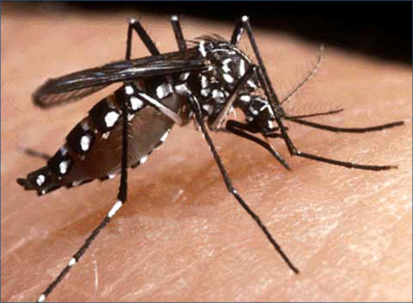 El Dengue le costó a Colombia $771.000 millones