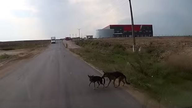 Perro salva a su amigo para que no sea atropellado