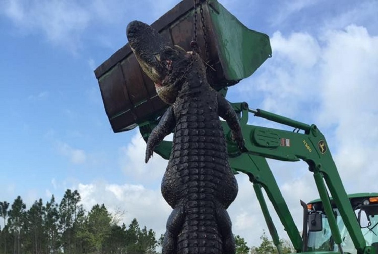 Cazador mata gigantesco cocodrilo en La Florida