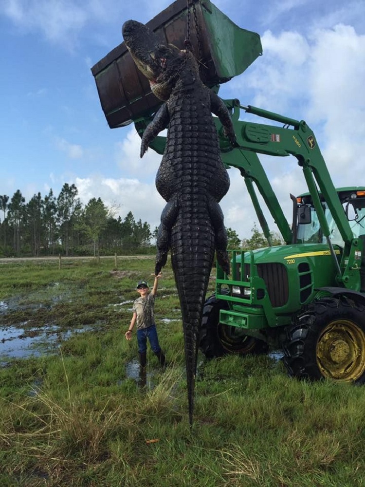 Cazador mata gigantesco cocodrilo en La Florida