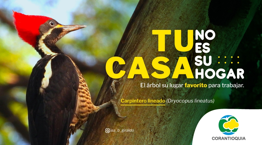 banner corantioquia la otra cara 900 px por 500 px