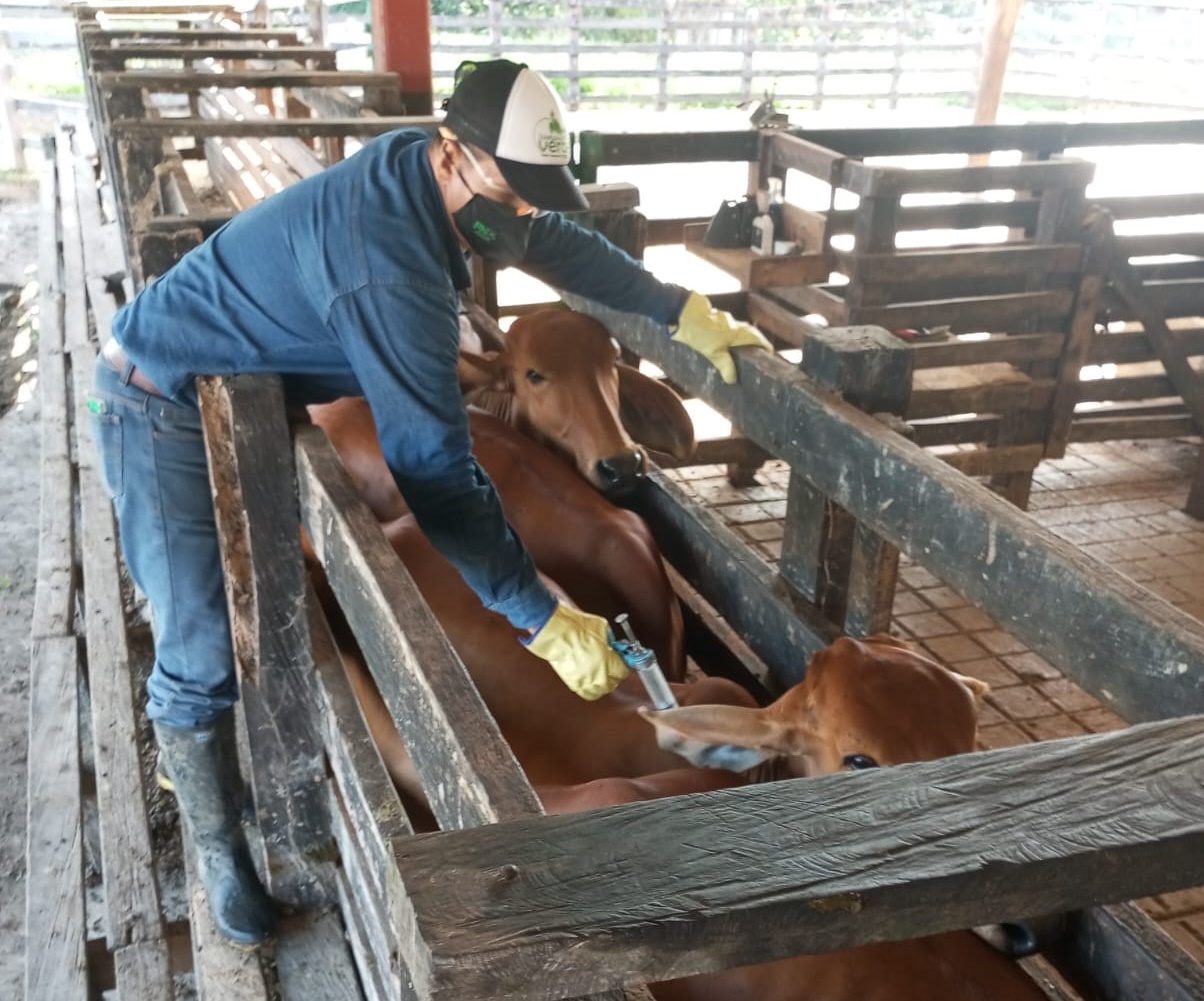 Campaña sanitaria de Fedegán-FNG cumple con lo previsto en vacunación contra Aftosa y ha inmunizado 14 millones de bovinos