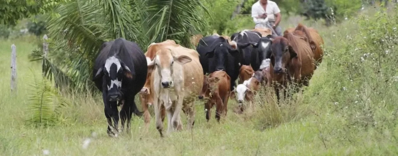 ganado en la guajira y el cesar