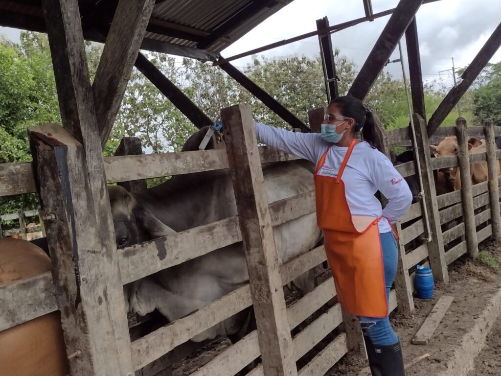 ciclo vacunaciion fiebre aftosa