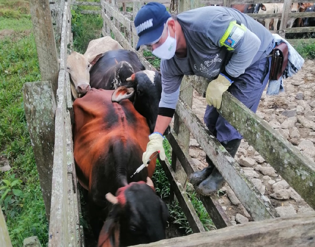 Fedegán-FNG continúa su labor de proteger contra la Aftosa y ha vacunado el 58,3 % de bovinos y búfalos en Colombia