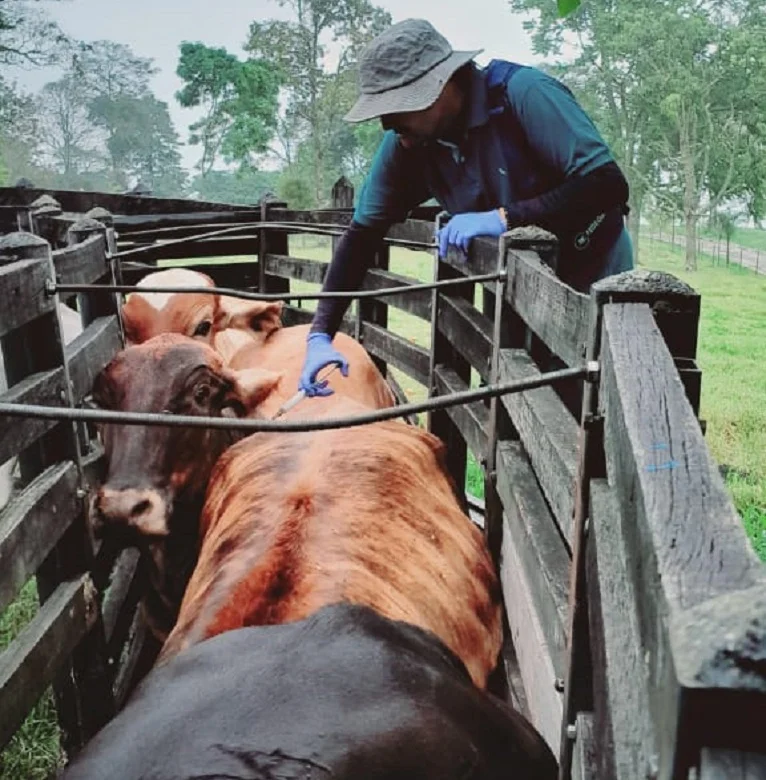 ciclo de vacunacion de fedegán contra aftosa2