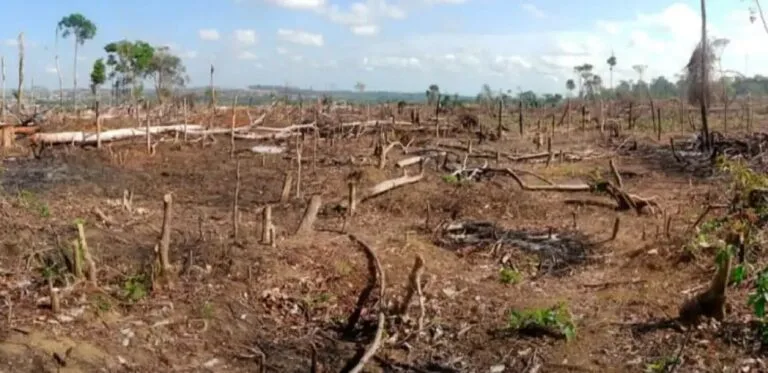 deforestacion en el catatumbo1