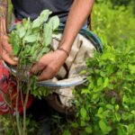 cultivo de coca en colombia