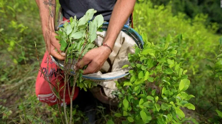 cultivo de coca en colombia