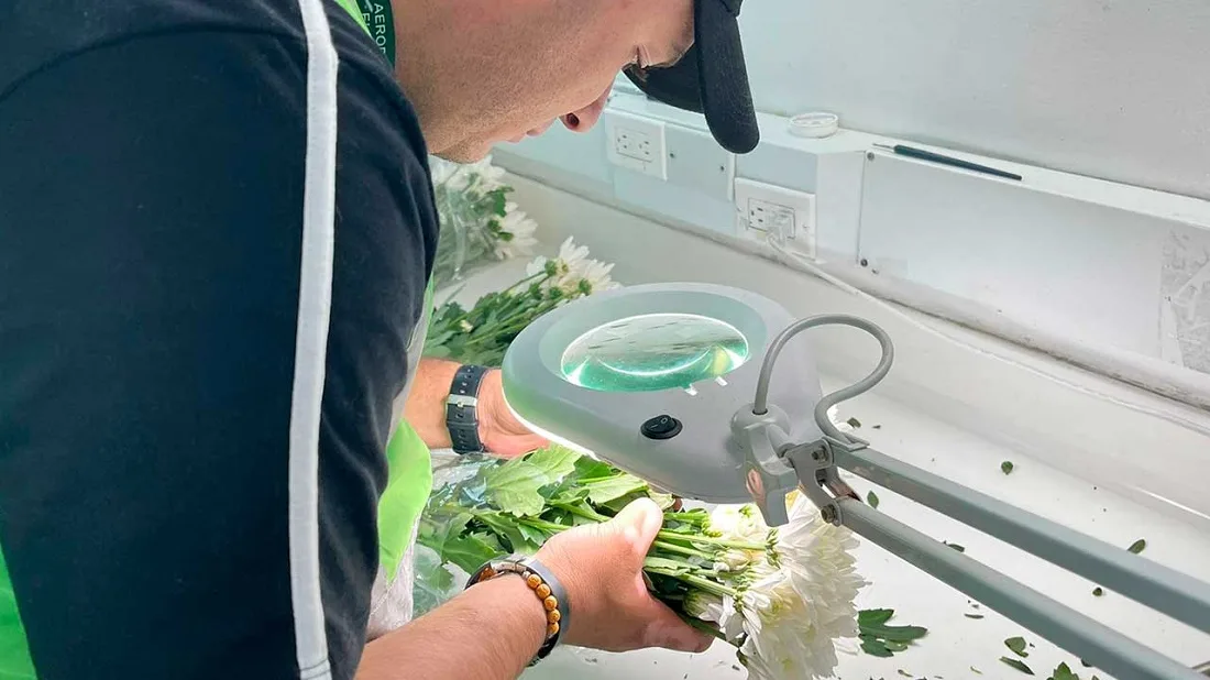Por Día de la Madre, Colombia ha exportado a EE.UU., Europa y Asia, 61.000 toneladas de flores