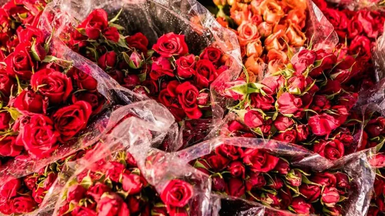 flores y exportaciones