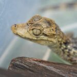 fauna silvestre corantioquia