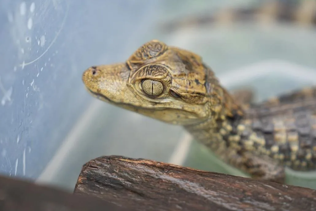 Corantioquia redobla esfuerzos por la fauna silvestre: 1.717 animales regresaron a la libertad en 2025