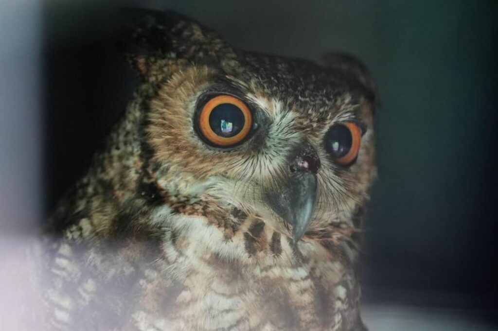 fauna silvestre corantioquiab