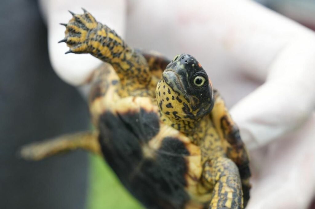 fauna silvestre corantioquiac