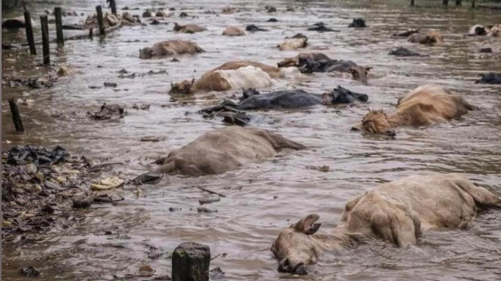 El Sinú Traicionado: Crónica de una Inundación Anunciada y el Cadáver del Caño Bugre, Córdoba