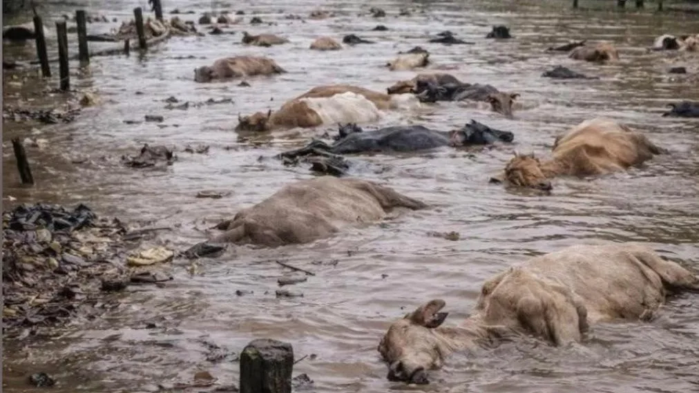 El Sinú Traicionado: Crónica de una Inundación Anunciada y el Cadáver del Caño Bugre, Córdoba